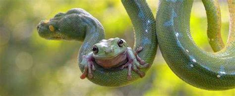 为什么青蛙会跳到蛇的嘴里？-农百科