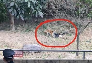 宁波一动物园发生老虎咬人事件，游客被叼走后遭啃咬，视频惊人！最新进展来了…