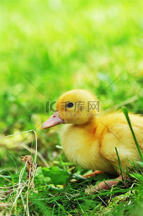 三只可爱的毛茸茸的小鸭子戴着草帽肉用鸡黄鸡高清摄影大图-千库网