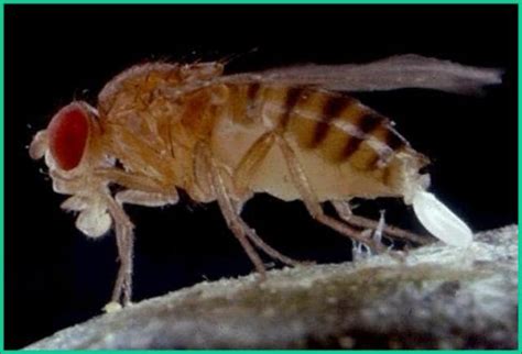 苍蝇的一生，如何从小米粒到成虫，它都经历了什么？|苍蝇|成虫|幼虫_新浪新闻
