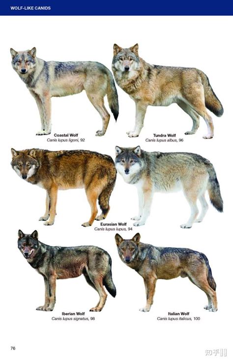犬科动物豺和狼有什么区别？ - 知乎