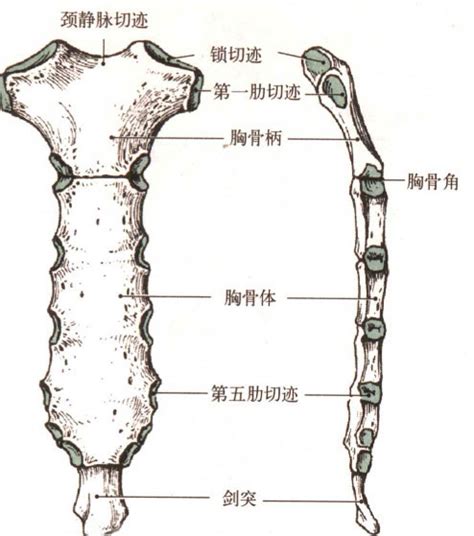 人体胸骨解剖示意图-人体解剖图,_医学图库