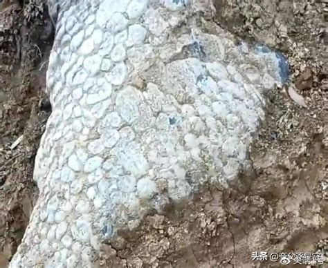 十二生肖对应生物都曾存在过？湖南邵阳石地村修路挖出“龙爪”化石