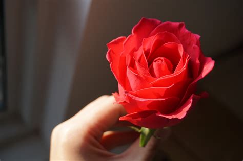 玫瑰图片