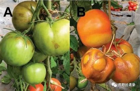 西红柿常见病虫害发病特点及防治方法-农技学堂 - 惠农网