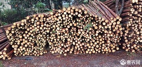 [木材批发]木材 主营杉木原木，绿化支撑杆，打桩料。古建筑杉木价格2.2元/根 - 惠农网