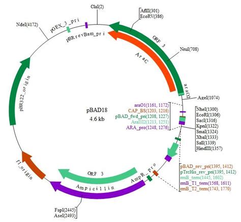 pGWB611植物过表达gateway载体-BioVector NTCC质粒载体菌种细胞蛋白抗体基因保藏中心 - Biovector质粒载体 ...