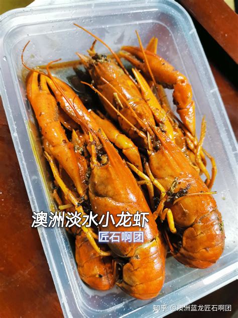 小龙虾摄影图__野生动物_生物世界_摄影图库_昵图网nipic.com