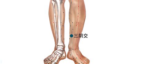 三阴交穴的准确位置图和作用-功效-图片-乡间郎中