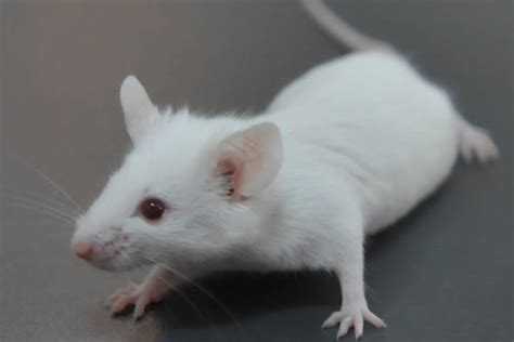 为什么实验室用小白鼠做科研？与人类基因高度相似