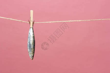 沙丁鱼是一种在鱼贩中很容易找到的鱼高清图片下载-正版图片506579547-摄图网