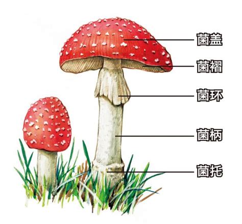 【科普宣传】毒蘑菇科普宣传 - 健康教育 - 贵州医科大学第二附属医院