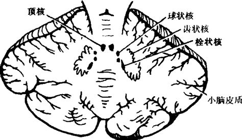 图1-1-13 丘脑、基底核和内囊层面-外科学-医学