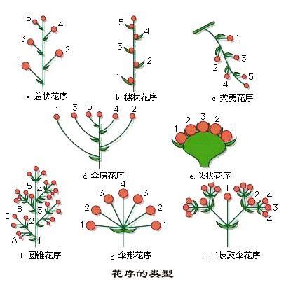 科学网—植物花的数量和着生方式(花序) - 王从彦的博文