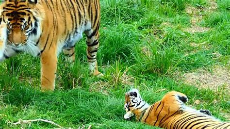 神奇动物：出生5天的小老虎竟然会叫“妈”？