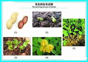 第503期：大自然的“珍品”——出水芙蓉----中国科学院武汉植物园