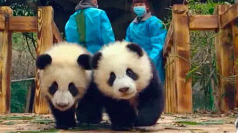 4K国宝熊猫外国人看成都熊猫基地吃竹子视频素材,延时摄影视频素材下载,高清3840X2160视频素材下载,凌点视频素材网,编号:502027