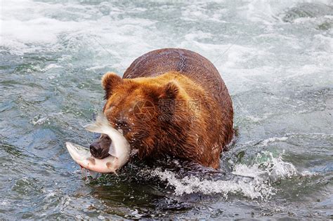 只灰熊布鲁克斯瀑布捕猎鲑鱼沿海棕色灰熊阿拉斯加的卡特迈公园捕鱼夏天的季节自然野生动物高清图片下载-正版图片300038068-摄图网