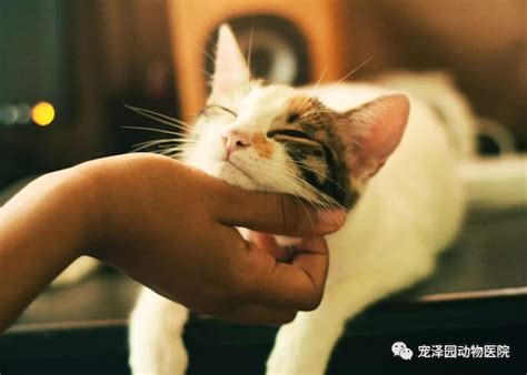 【图片故事】李逢华：救助流浪猫15年[组图]_图片中心_中国网