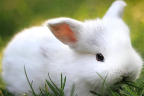 小白兔的资料和特点（白色兔子叫什么名字，有什么特性） | 说明书网