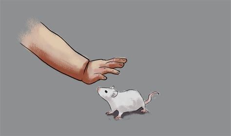 做实验为何都用小白鼠，别的动物不行吗？五味杂陈|小白鼠|猩猩|人类_新浪新闻