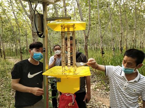 勐腊县持续推进“山地胶园化肥农药减施技术集成示范与推广”基地建设工作