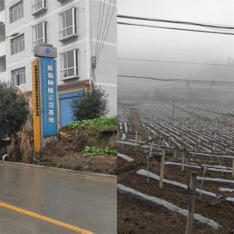 重电“小手炉”返家乡：探寻生态农业建设，助力乡村振兴-重庆电子工程职业学院