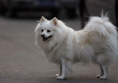 狐狸犬大全图片