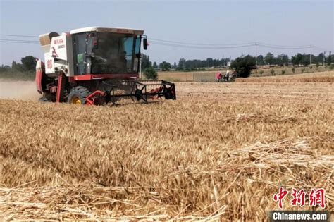 麦收掀高潮河南已收获小麦近4000万亩-小麦资源-行业资讯-面粉信息网