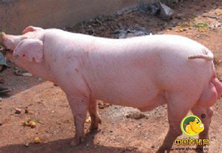 当前生猪批发价格多少钱一斤？