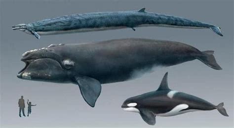 若梅尔维尔鲸、龙王鲸、虎鲸生活在同一时代，谁会成为最强者？