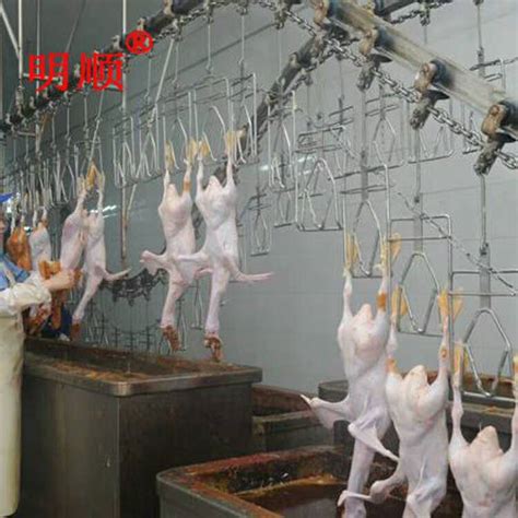 杀鸡图片