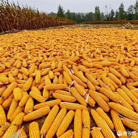 清点适合北方地区种植的高产玉米品种 - 运富春