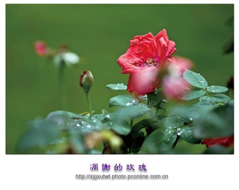 【凋谢的玫瑰摄影图片】自家楼下生态摄影_五排刘的视野_太平洋电脑网摄影部落