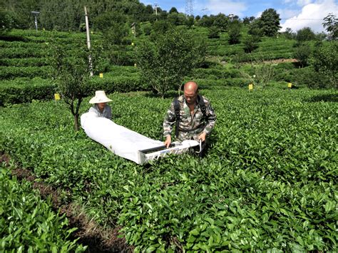 年轻的“老茶人”：辛勤深耕茶产业，非遗传承韵悠长