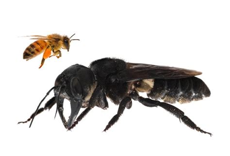 蜂巢大屠杀：30个巨型日本大黄蜂屠杀30000个欧洲小蜜蜂-观察-生物探索