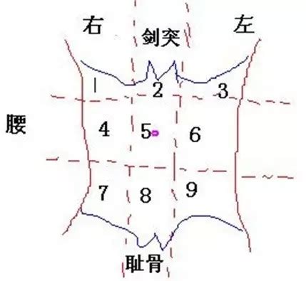 腹部在哪里图片