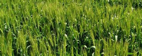 河南福海农业小麦新品种发布暨观摩会，邀您参加_推荐阅读_资讯_种业商务网