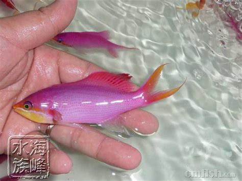 紫色创意小鱼素材图片免费下载-千库网