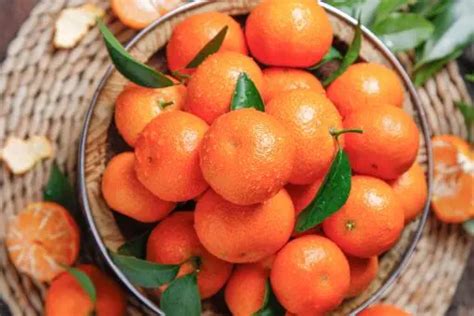 柑橘属水果橘子什么时候成熟？是寒性还是热性水果？不能和什么一起吃？