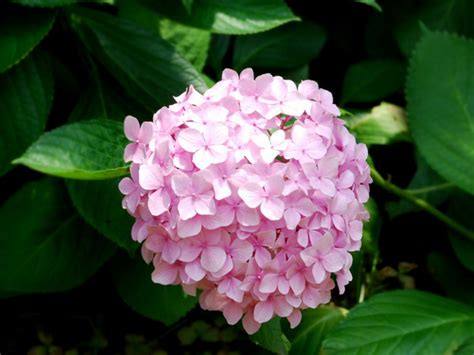 夏季耐晒耐热的14种观赏花卉总结，适合布置花境，也能养成盆栽