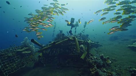 人工鱼礁：为海洋生物安“家”，如何在废墟中建立闹市？