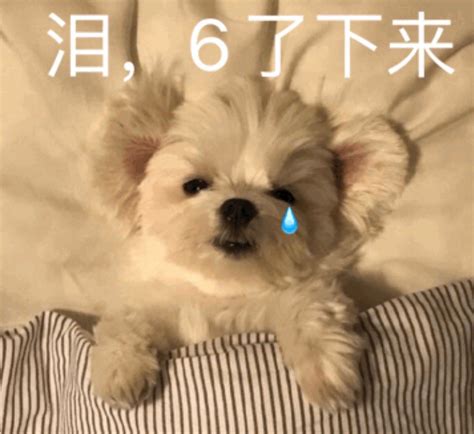 强忍眼泪的表情包图片