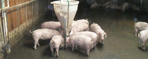 掌握夏季各阶段母猪饲养管理要点，轻松过夏！ - 猪好多网