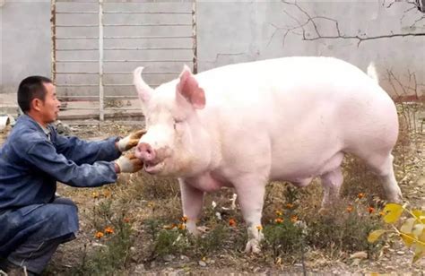 夏季猪最常用的急救方法，养猪人必须知道！-养猪课堂
