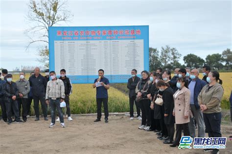 黑龙江省农作物专家育种示范基地 水稻品种现场观摩会在五常市召开 - 黑龙江网