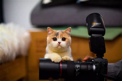 宠物摄影师成职业新趋势？他们告诉你可不好当_凤凰网