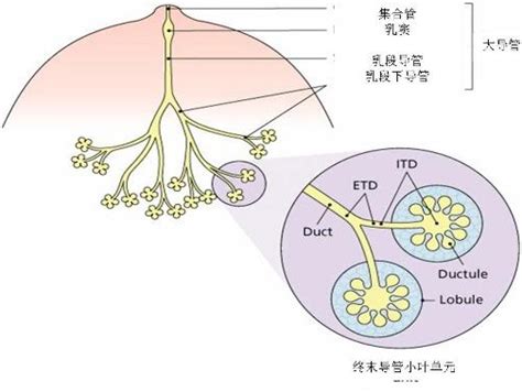 胸壁深层结构_凤凰网健康_凤凰网