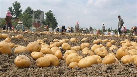 “花心洋芋”！来自云南高山的七彩土豆，非转基因，粉糯味浓|云南|土豆|七彩_新浪新闻
