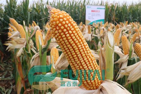 伟科702玉米种简介，适合哪里种植，产量如何-农百科